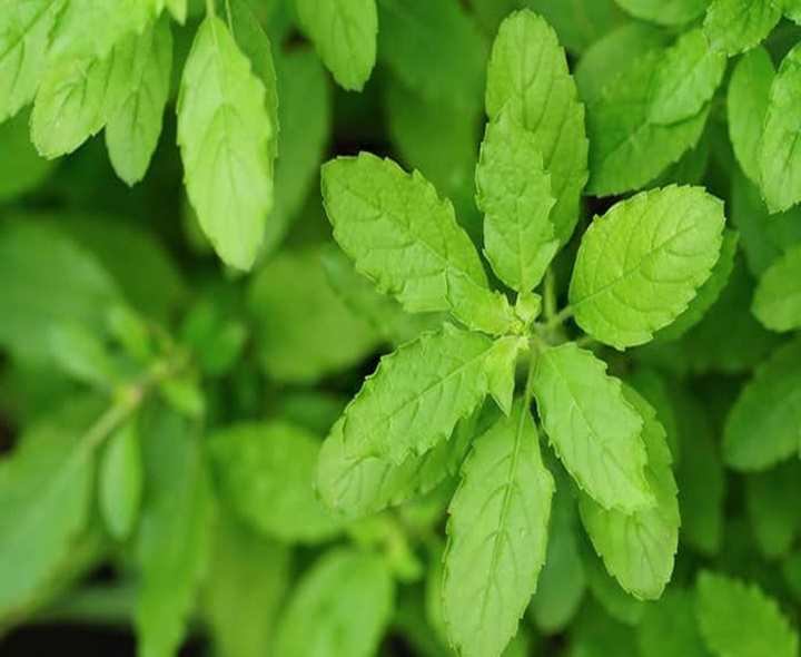 తులసి ఆకులతో ఆరోగ్య ప్రయోజనాలు