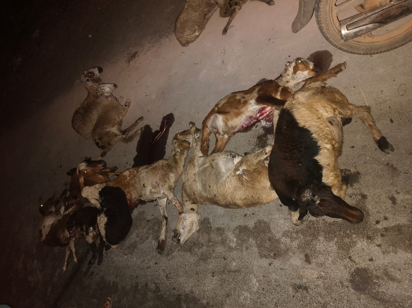 గొర్రెల మందను ఢీకొన్న డీసీఎం వ్యాన్