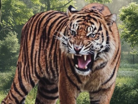 జిల్లాను మరింత కలవరపెడుతున్న పులి సంచారం