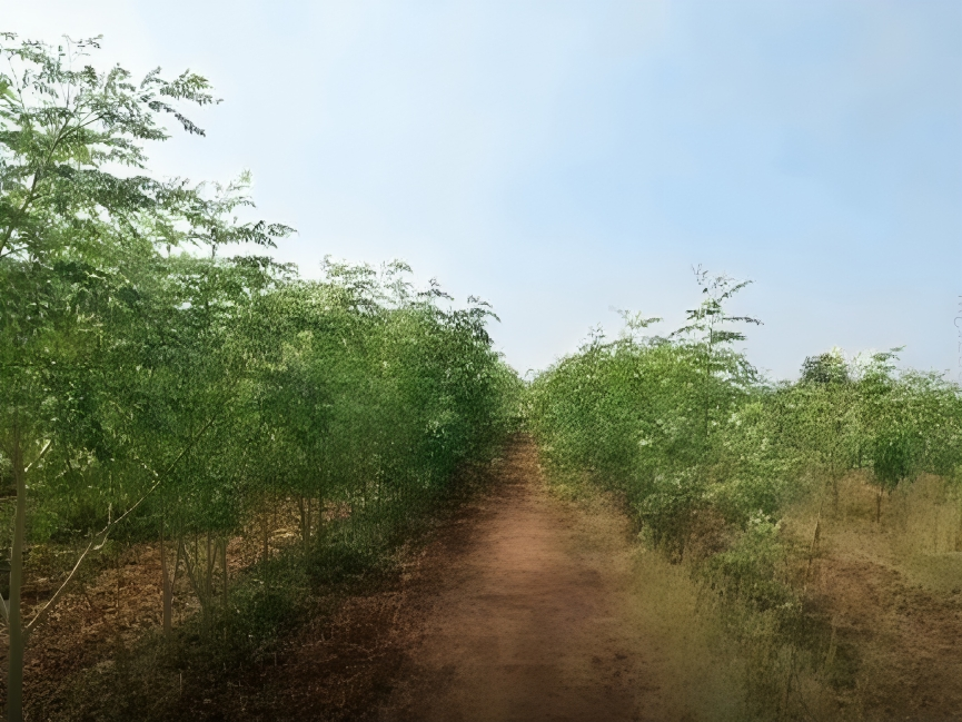 మునగ పంటకు వేరు కుళ్లు… రైతుకు నష్టం..!