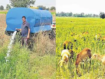 ఎండుతున్న వరి పొలాలు