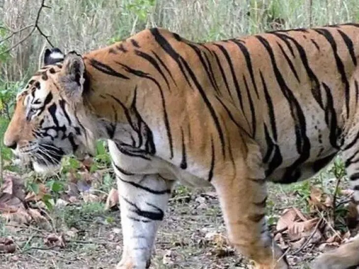 మళ్లీ ఊర్లోకి పులి.. భయాందోళనలో ప్రజలు