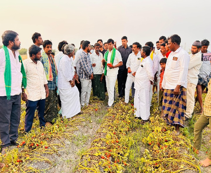 టమాటా పంట పొలాలను పరిశీలించిన ఎమ్మెల్యే