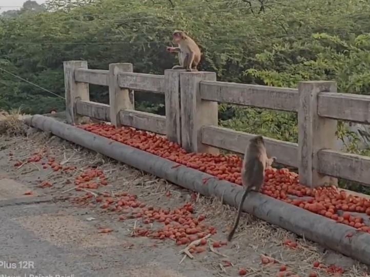 రూ. 5కే టమాటా.. బ్రిడ్జిపై పంట పారబోసిన రైతులు