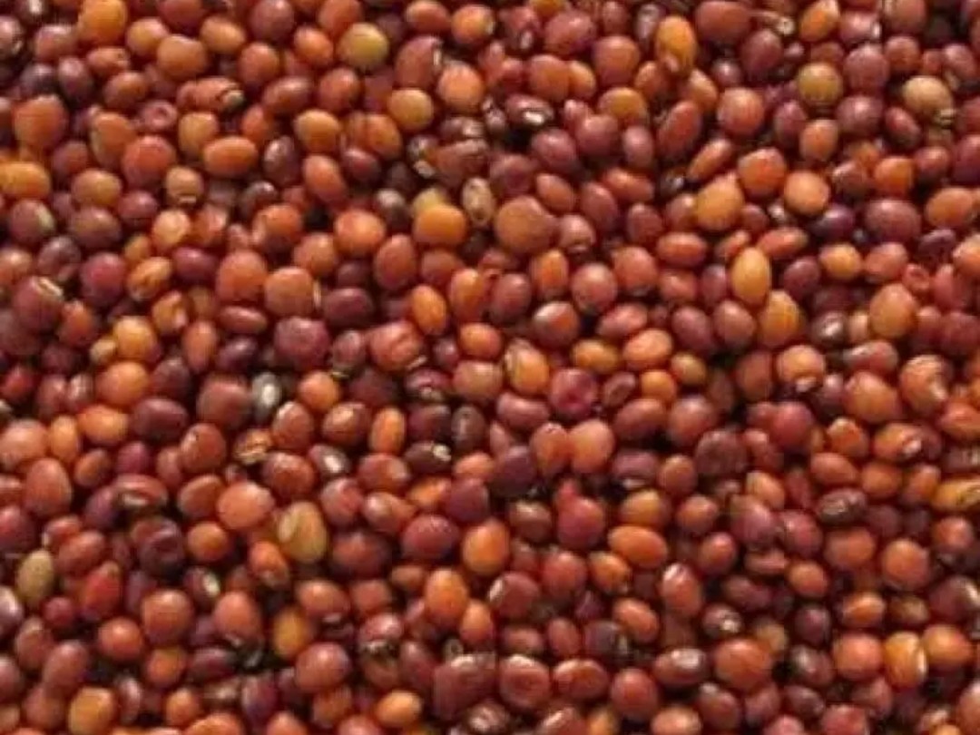 ఇంద్రవెల్లిలో నేడే కందుల కొనుగోళ్లు ప్రారంభం