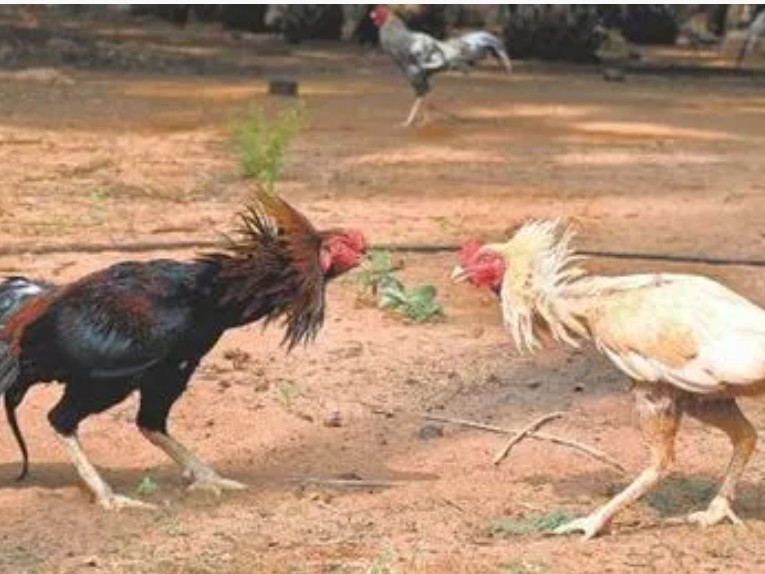 కోడిపందాలు ఆడుతున్న 10 మంది అరెస్ట్