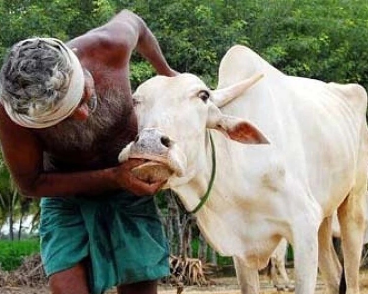 గాలికుంటు వ్యాధి నివారణ టీకాల పంపిణీ