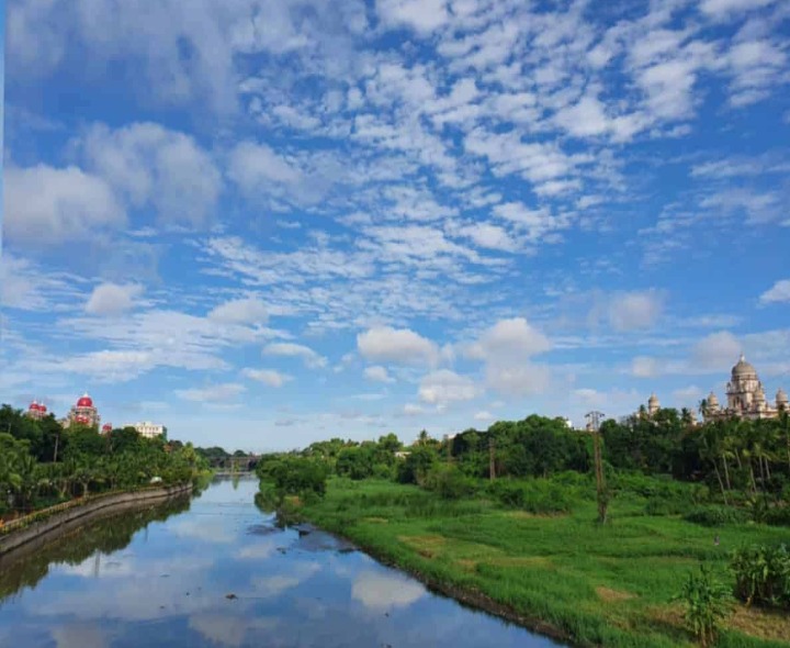 పశువులకు మేతగా మూసి గడ్డి..!