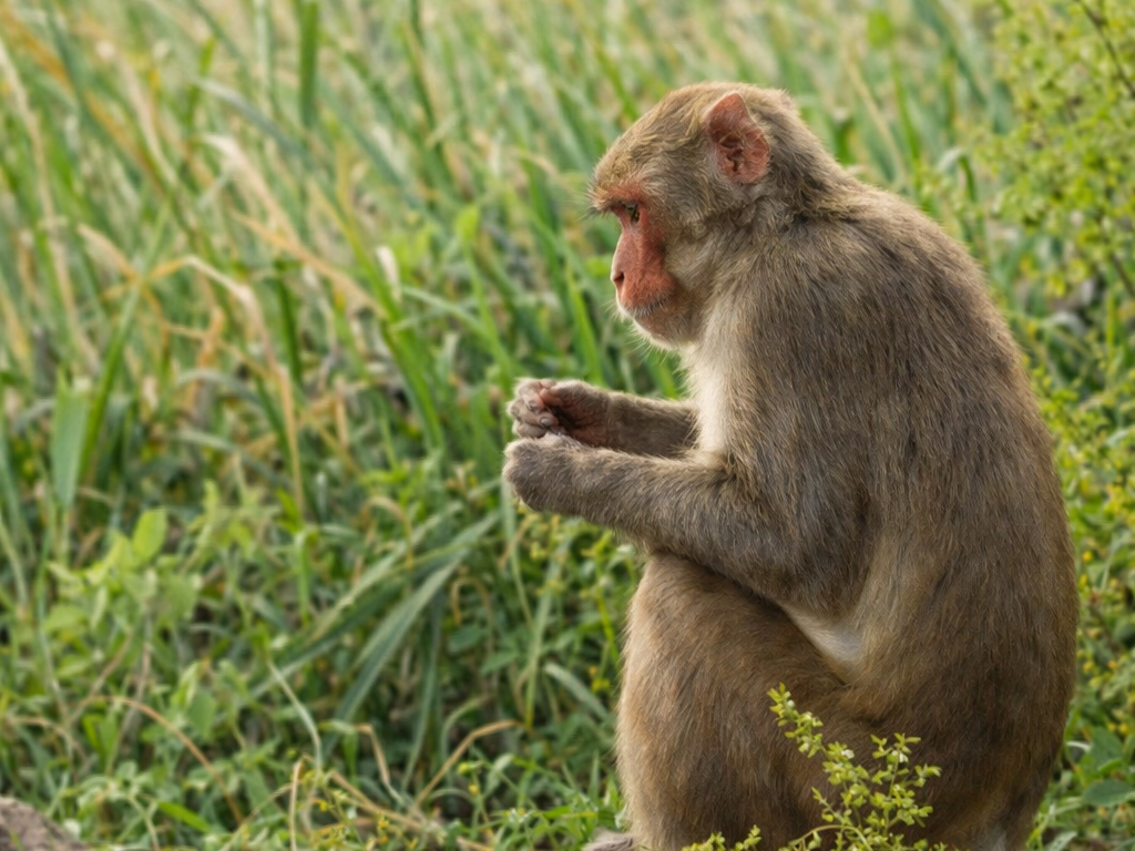 పొట్ట చీలుస్తున్న కోతులు.. రైతన్నల ఆవేదనలు..!