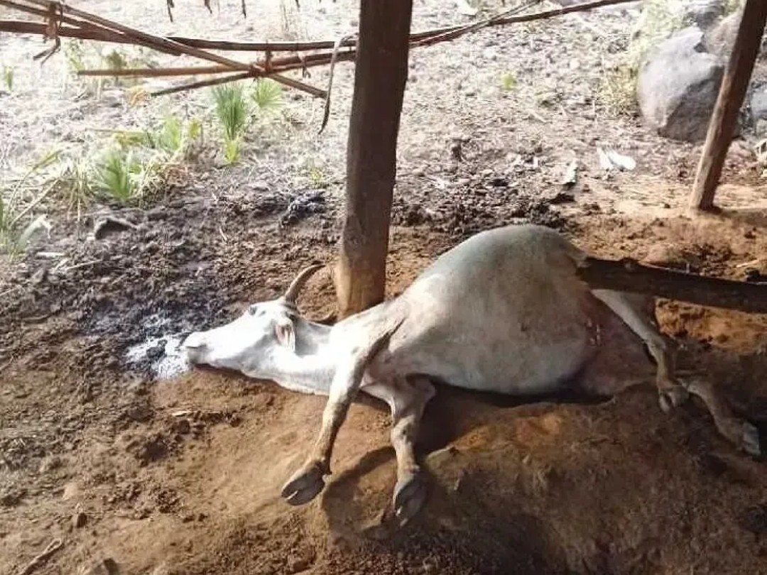 వరుసగా పశువుల మరణాలపై ఆందోళన