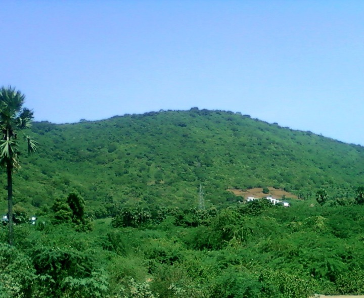 వెంకటాపురం వైపు వెళ్లిన పెద్దపులి