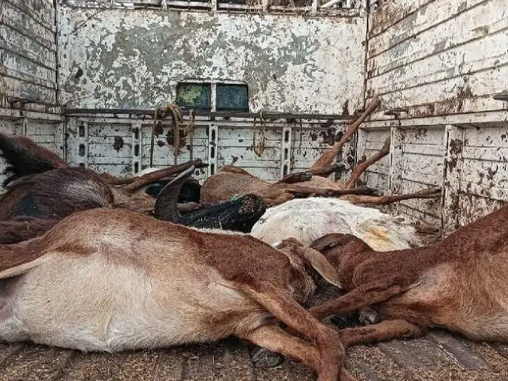 అనారోగ్యానికి గురై భారీ సంఖ్యలో గొర్రెలు మృతి