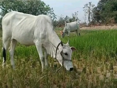 పశువుల మేతగా మారిన వరిపంటలు