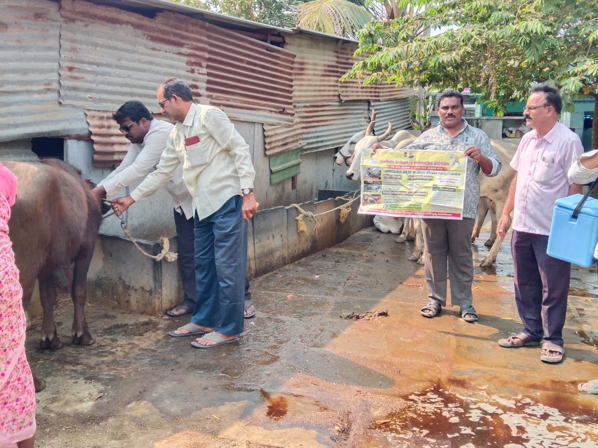 ముదిగేడులో పశువులకు గాలికుంటు టీకాలు