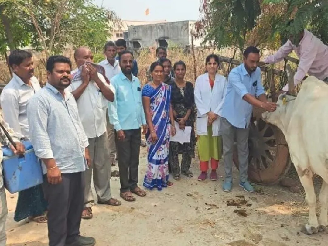 పశువులకు గాలికుంటు టీకాలు