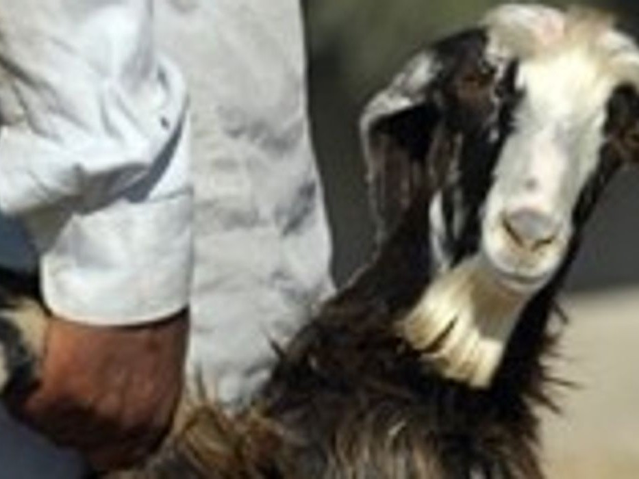 కారులో వచ్చి గొర్రెపోతును ఎత్తుకెళ్లిన దుండగులు