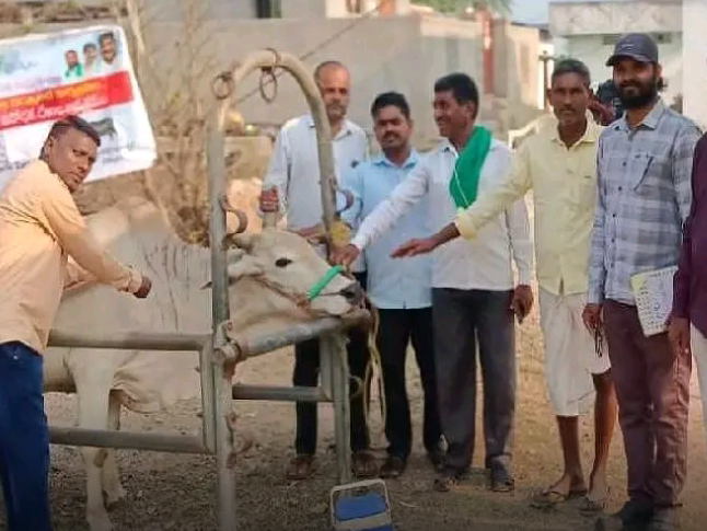 పశువులకు గాలికుంటు నివారణ