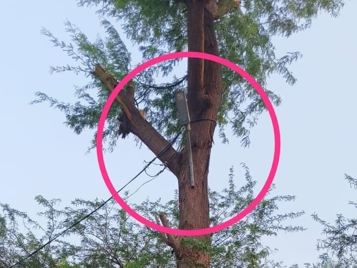 చెట్లకు విద్యుత్ దీపాలు.. ప్రమాదపు బెల్స్