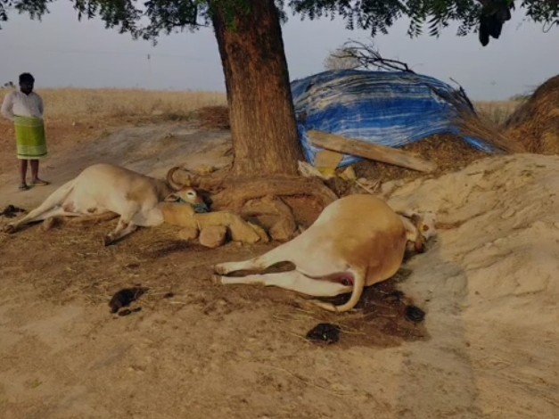 పిడుగు పడి రెండు ఎద్దులు మృతి