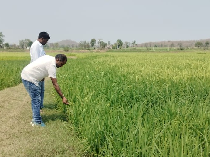 పంట నష్టాన్ని పరిశీలించిన అధికారులు