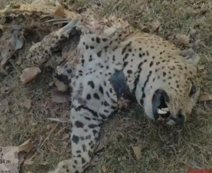 చిరుత గోళ్లు కత్తిరించిన వ్యక్తి అరెస్ట్