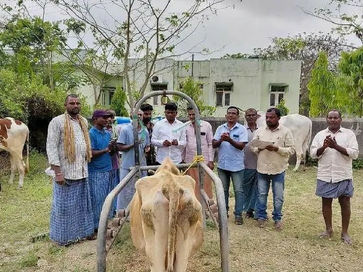 పశువులకు గాలికుంటు నివారణ ఉచిత టీకాలు