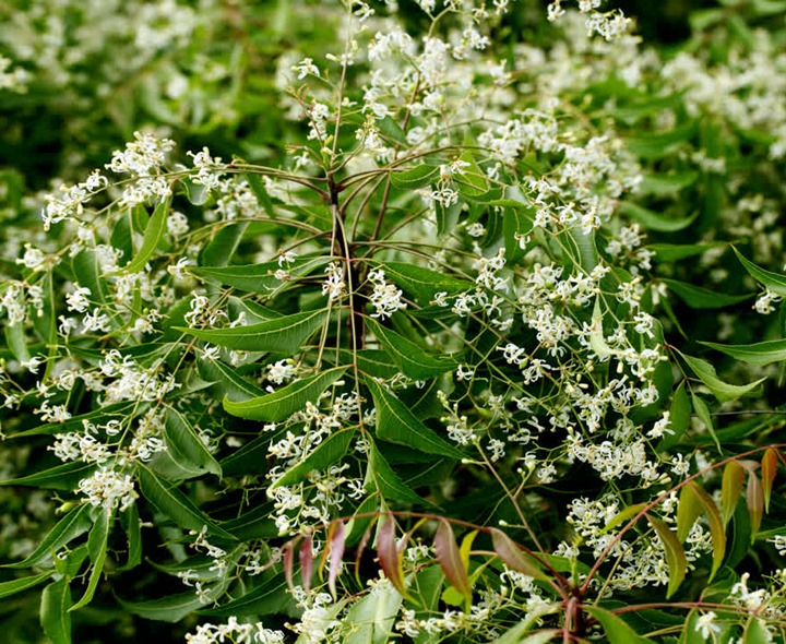 ఉగాది పచ్చడిలో వేప పువ్వు వాడొచ్చా?