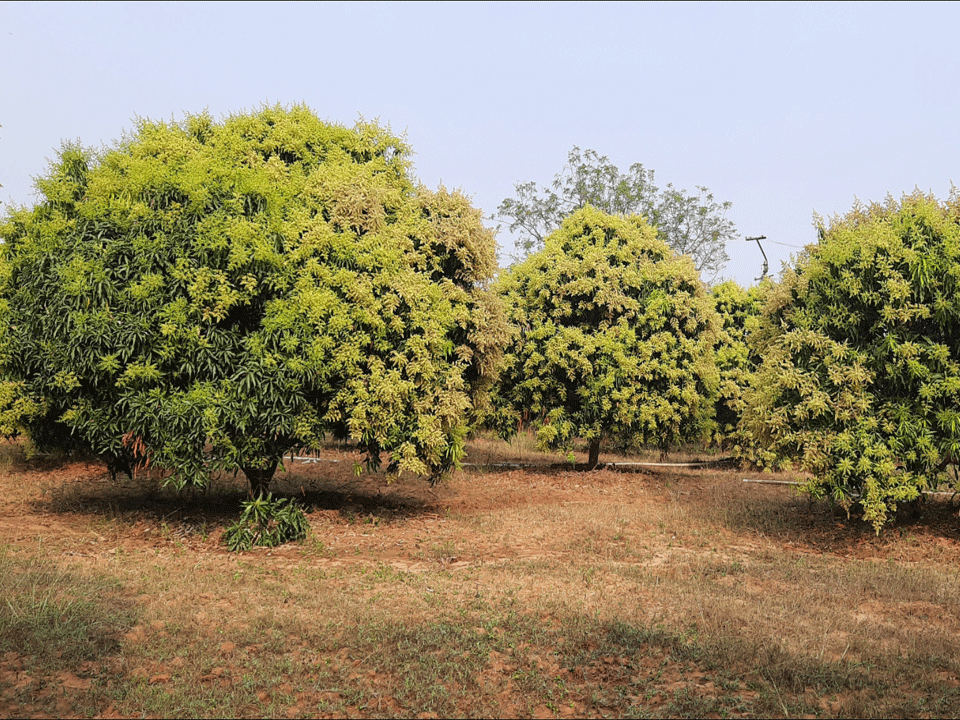 జిల్లాలోని మామిడి రైతులకు గమనిక