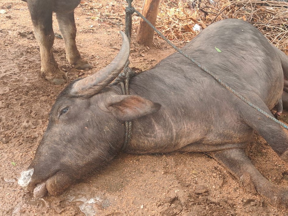 భారీ వర్షం.. దున్నపోతు మృతి