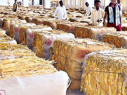 జిల్లాలో పొగాకు కొనుగోలు ప్రారంభం