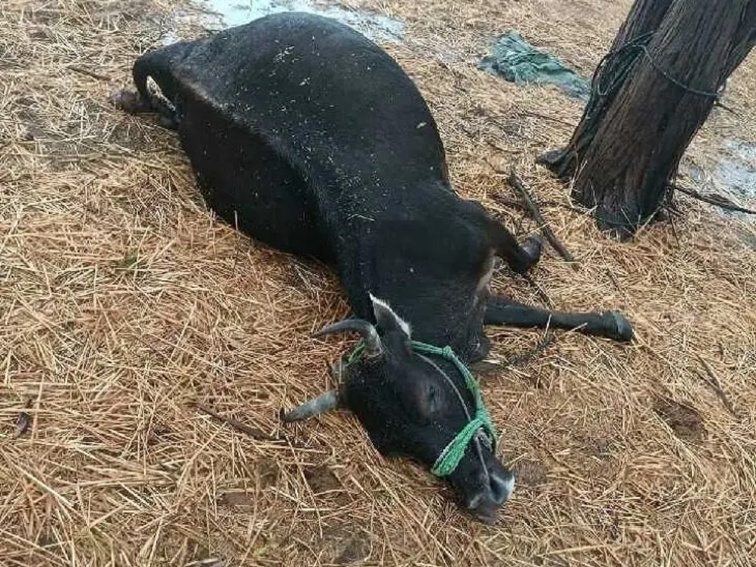 పిడుగుపడి పాడి ఆవు మృతి