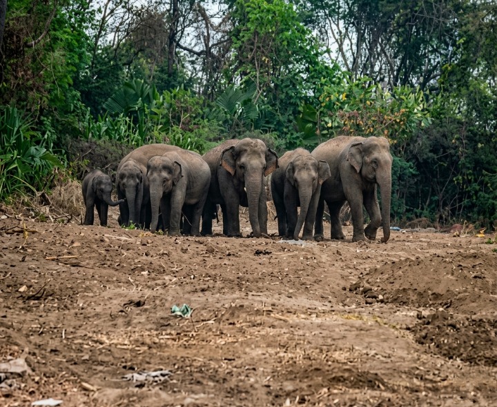 జీయ్యమ్మవలసలోకి ప్రవేశించిన ఏనుగుల గుంపు