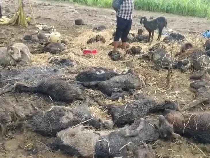 వడగళ్ల వర్షం.. 150 మేకలు మృతి