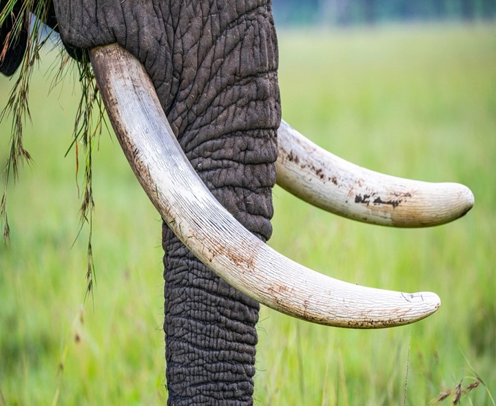 ఏనుగు దంతాల స్మగ్లింగ్.. అదుపులో నిందితుడు