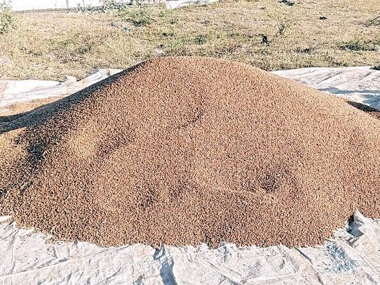 మార్కెట్‌లో తగ్గిన కందుల ధర