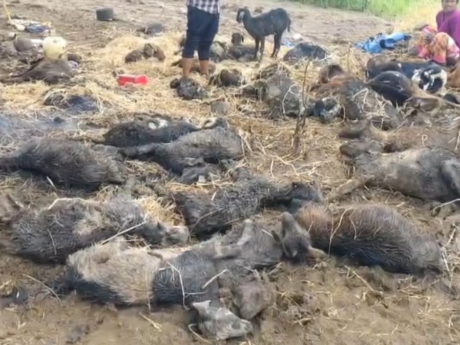 భారీ వర్షానికి మూగజీవాలు మృతి