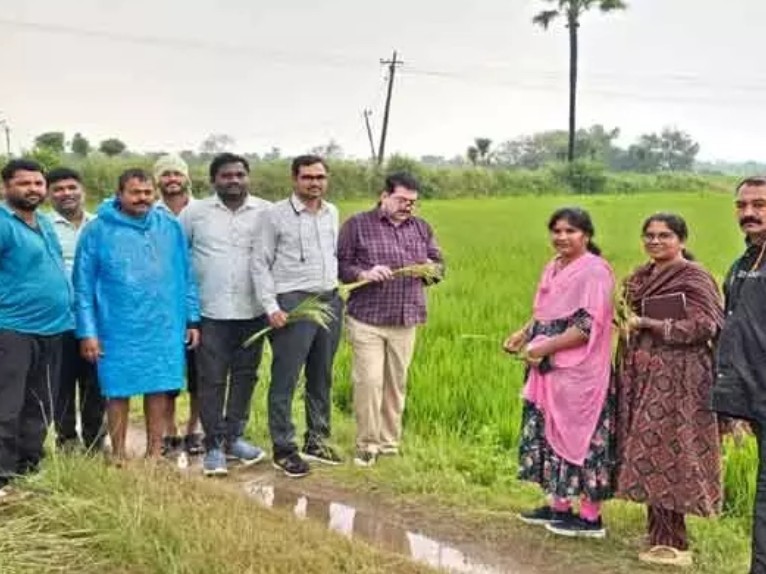 వరి పంటను పరిశీలించిన శాస్త్రవేత్తలు
