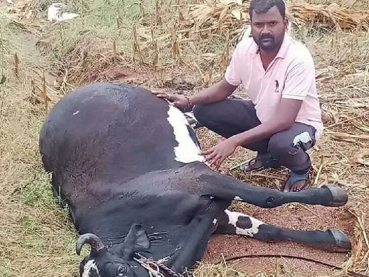 పిడుగుపాటుకు పాడి ఆవు మృతి
