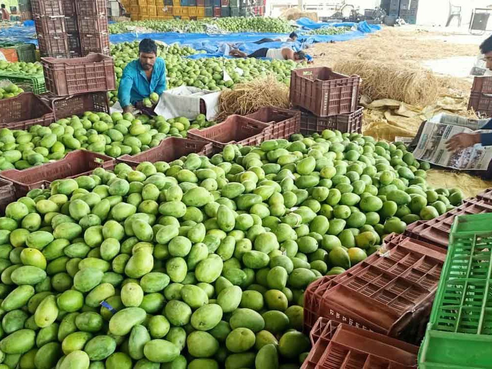 జిల్లాలో మామిడికాయల కొరత