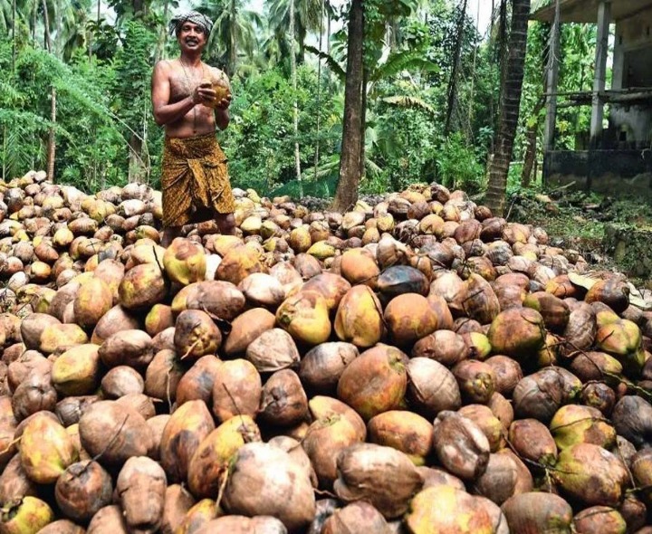 జిల్లాలో పతనం అవుతున్న కొబ్బరి ధర