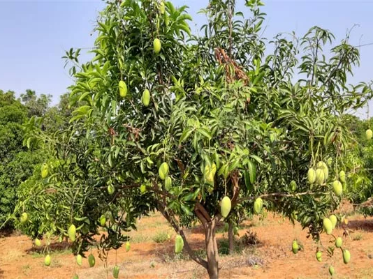 మామిడి రైతులకు ఉద్యాన శాఖ భరోసా