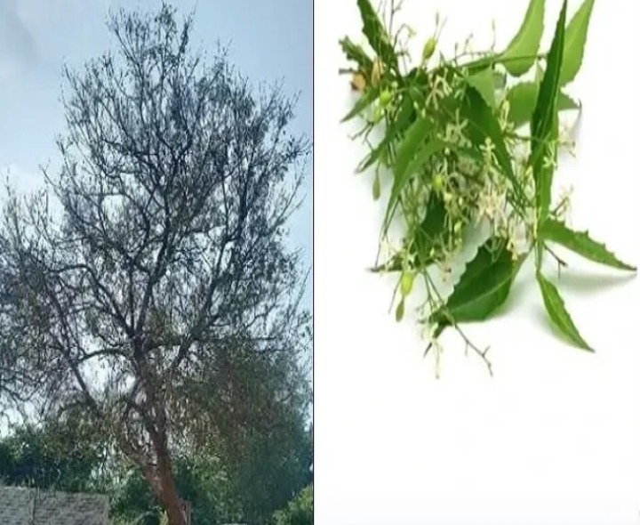 నగర కాలుష్యం.. ఉగాది పచ్చడిలో వేప పువ్వు కొరత