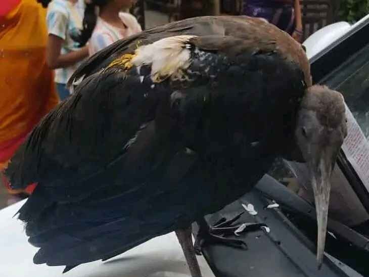 పట్టణంలో తారసపడిన అరుదైన పక్షి