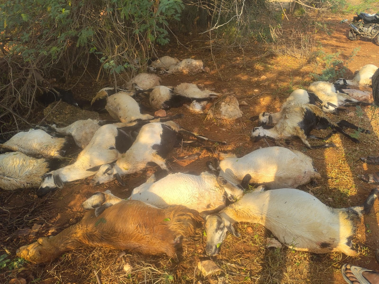 పిడుగుపాటుకు 25 గొర్రెలు మృతి