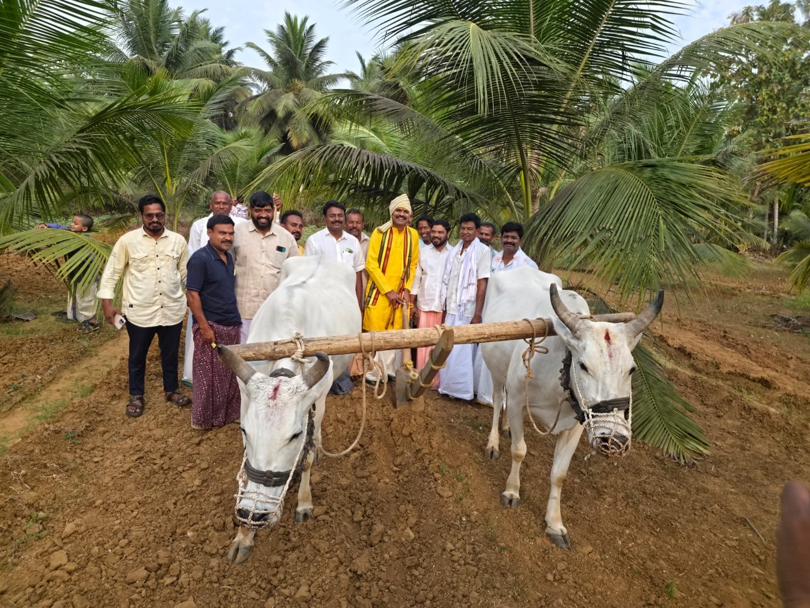 ఏరువాక కార్యక్రమంలో పాల్గోన్న ఎంపీ కలిశెట్టి