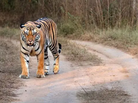 కాకినాడ వదిలి పోలవరం జిల్లాలోకి ఎంట్రీ ఇచ్చిన పులి