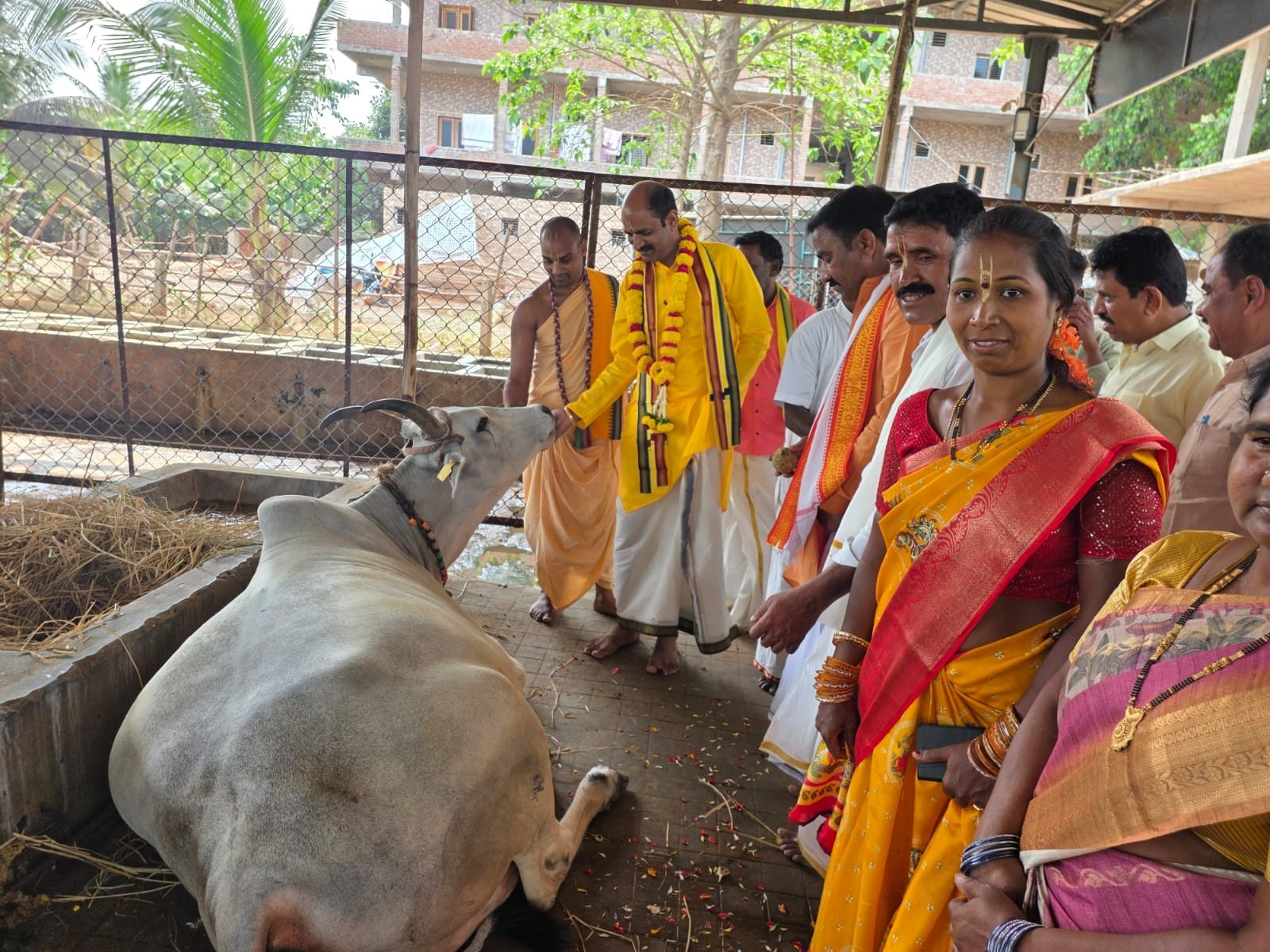 గోమాతలకు ప్రత్యేక పూజలు చేసిన ఎంపీ
