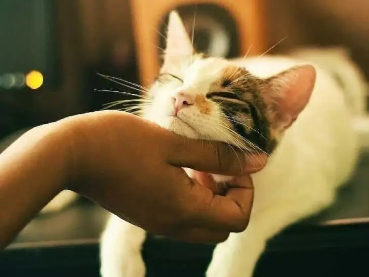 పెంపుడు పిల్లి లేదని విద్యార్థిని సూసైడ్