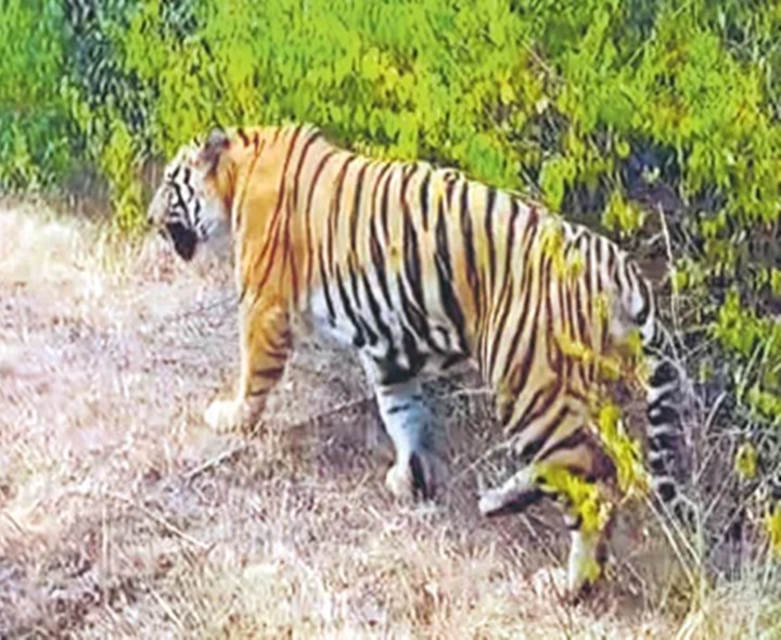 పోలవరం జిల్లాలోకి ప్రవేశించిన పెద్దపులి