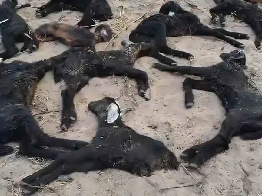 కుక్కల బీభత్సం.. 20 మేకలు మృతి